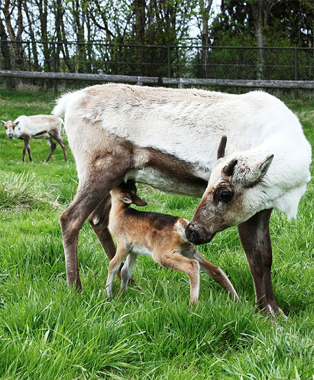 Mynd af hreindýrum í Fjölskyldu- og húsdýragarðinum.