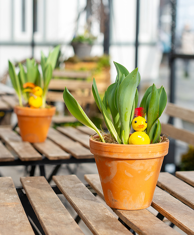 Páskaungar og blóm í gróðurhúsinu á Lækjartorgi.