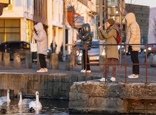 People watch birds down by Tjörnin pond in Reykjavík. 