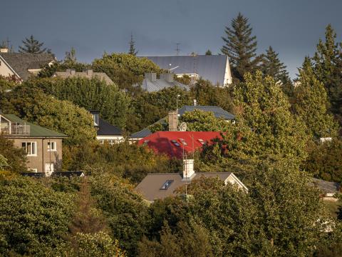 Séð yfir trjágróður og húsþök í Reykjavík