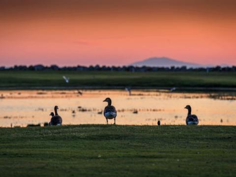 Gæsir á golfvelli við sólsetur
