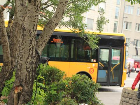 Strætó við biðstöð í Lækjargötu