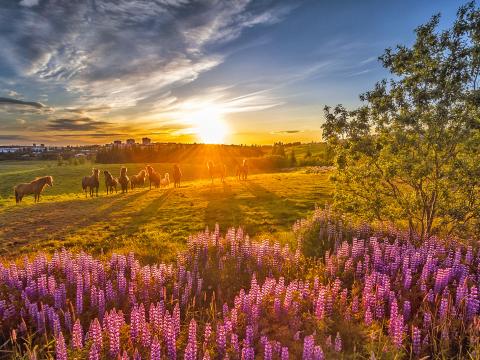 Græna planið - mynd Ragnar Th.