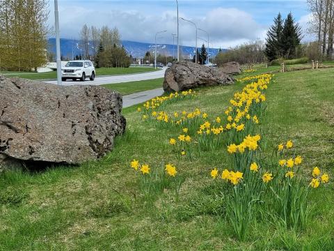 Blómstrandi páskaliljur.