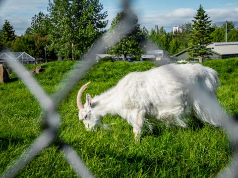 Geit í Húsdýragarðinum