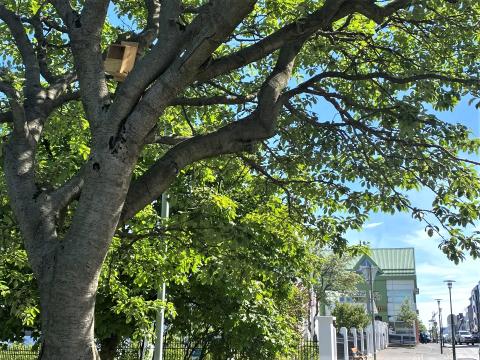 Fuglahús uppi í tré í miðborginni.