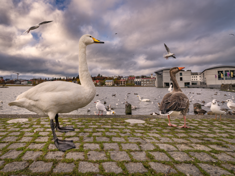 Ráðhús Reykjavíkur, svanir og aðrir fuglar