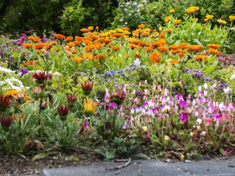 Blómabeð í Breiðholti