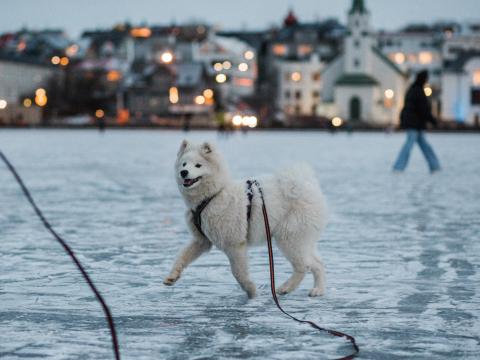 Hvítur hundur í bandi labbar á ísi lagðri Reykjavíkurtjörn. Manneskja að labba og Fríkirkjan í bakgrunni.