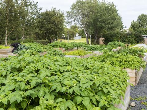 Matjurtir, sem ræktaðar eru í kassa.