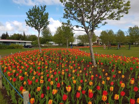 Túlipanar í beði.