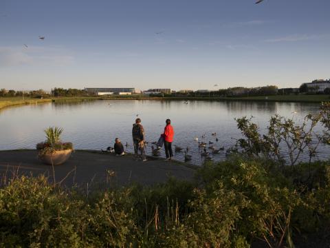 Fólk við Reykjavíkurtjörn í kyrrlátu veðri. Fólkið snýr baki í myndavélina, aðeins rökkvað úti