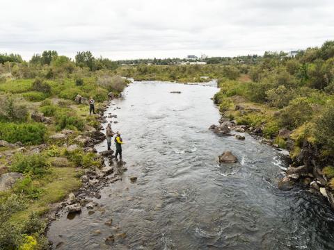 Elliðaárnar og gróður.