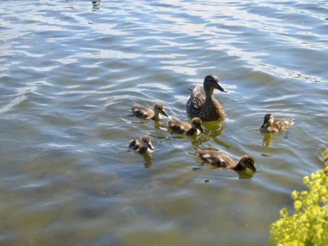 Önd með unga sína á Tjörninni