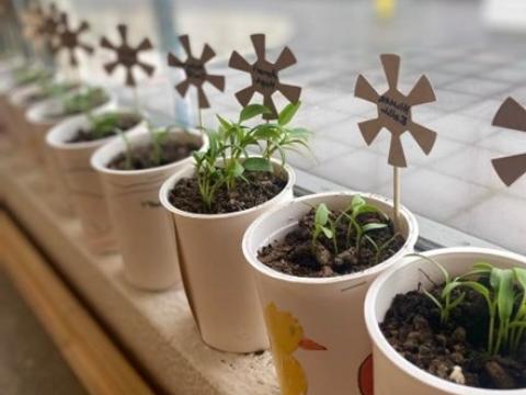 Gróðurpottar í leikskólanum Hraunborg