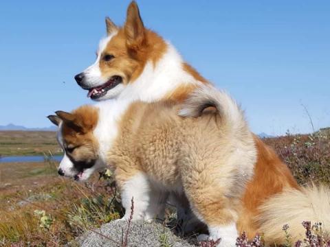 Íslenski fjárhundurinn