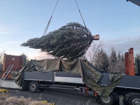 Jólatré til Þórshafnar