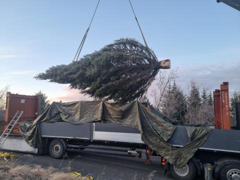 Jólatré til Þórshafnar