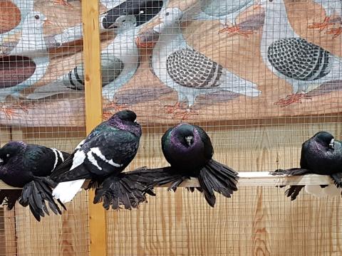 fjórar skrautdúfur á priki