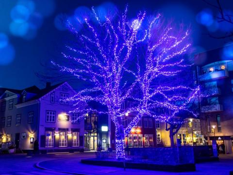 Tré í Fógetagarðinum skreytt jólaljósum.