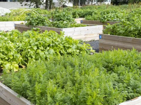 Matjurtaræktun í upphækkuðum beðum.