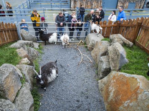 Fólk stendur við geitabúrið í Húsdýragarðinum