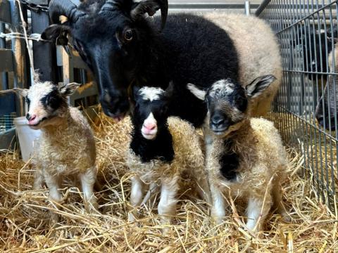 Sauðburður í Fjölskyldu og húsdýragarðinum