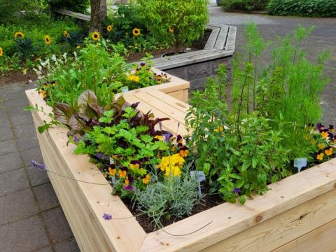 Aðgengilegir matjurtakassar sem verið er að þróa í Grasagarði Reykjavíkur