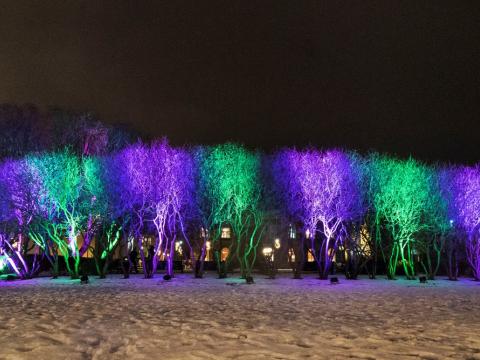Winter Lights Festival's signature colors illuminate trees at Austurvöllur