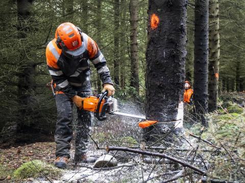 Worker in safety gear cutting down a tree in Öskjuhlíð