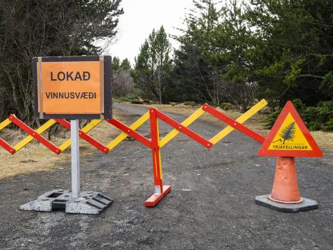 Trjáfellingum er lokið í Öskjuhlíð