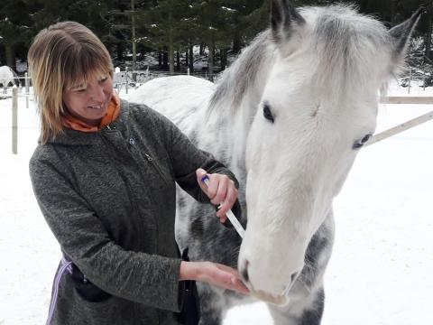 Eva the animal trainer giving medication to a horse