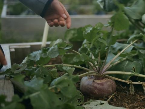 A turnip in a raised garden bed.