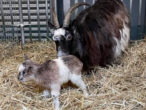 Síða og myndarlegi kiðlingurinn hennar sem er huðna