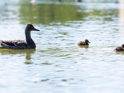 Duck mother with her young at Tjörnin