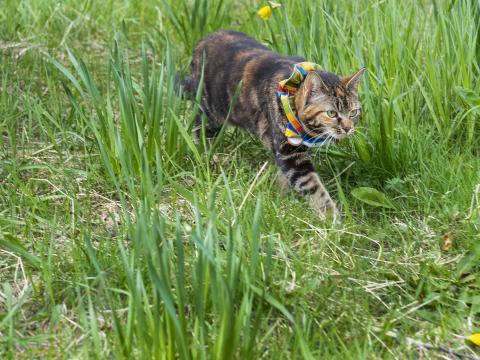 Beautiful cat wearing a colorful collar that helps deter birds.