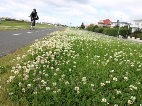 White clover along a biking path in Reykjavík.