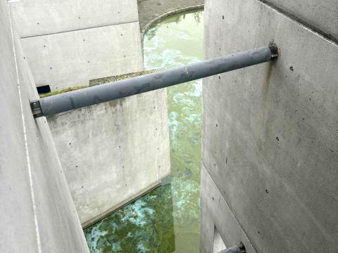 Þörungablóminn sést vel þegar horft er niður af svölum á þriðju hæð.