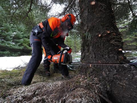 Mayor Heiða B. Hilmisdóttir fells the Oslo tree in Heiðmörk, 2025. Close-up of her, full body, sawing the tree.