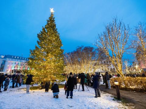 The Oslo Tree at Austurvöllur