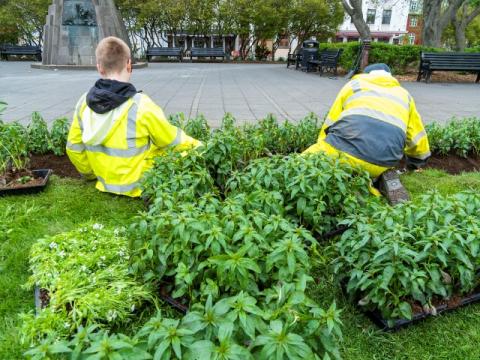 Sumarstarfsfólk að störfum á Austurvelli
