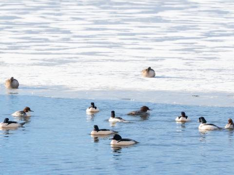 fuglar á tjörninni