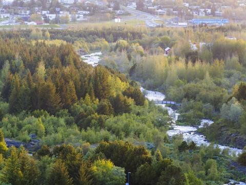 Loftmynd af trjám og á.