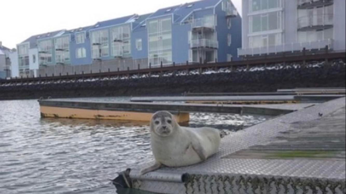 Selir sjást oft í Bryggjuhverfinu og Jón segir þá afar gæfa.