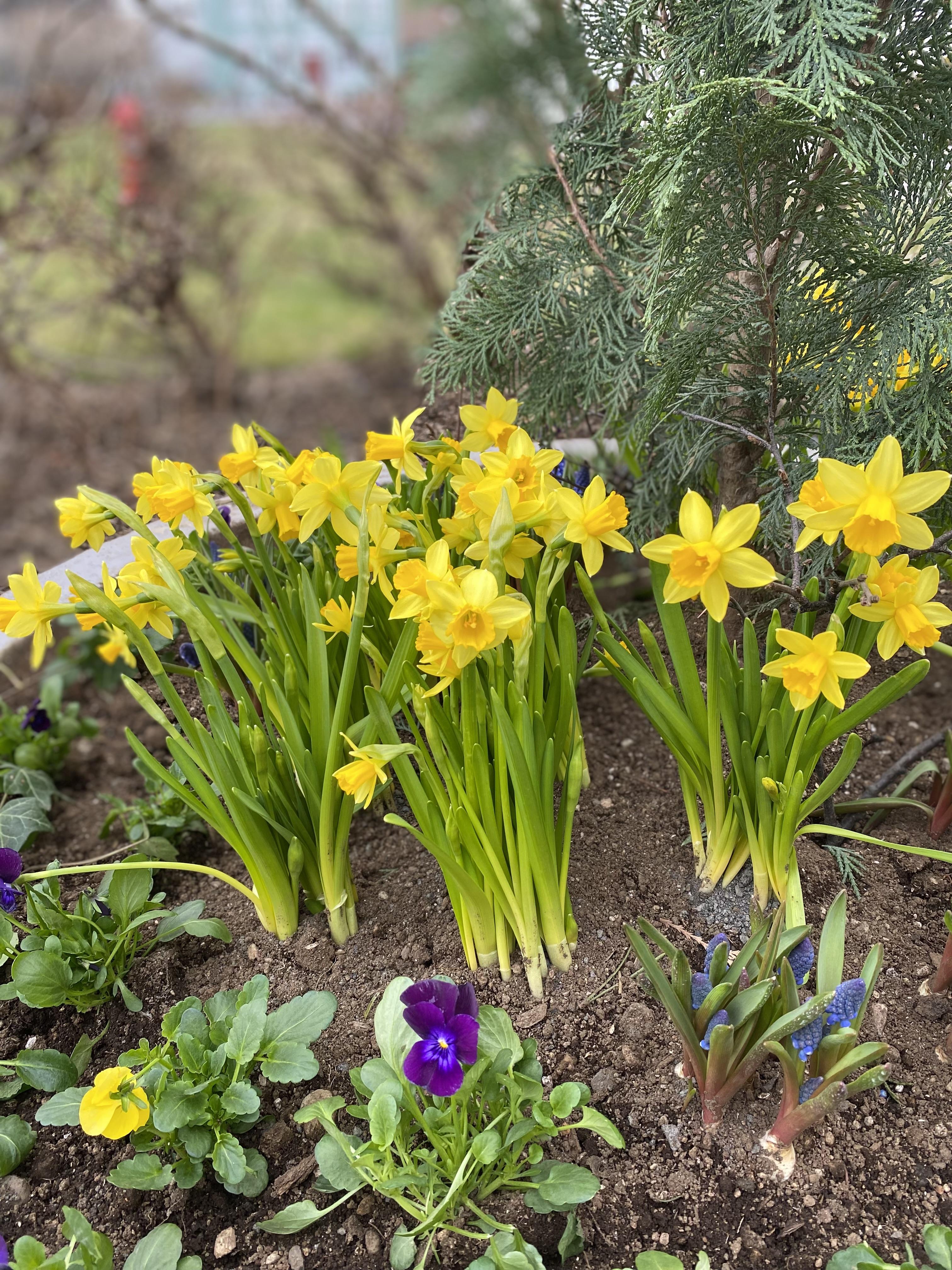 Páskaskreytingar í keri í miðborginni.