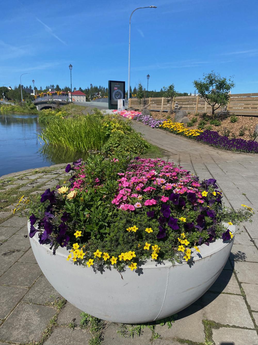 Sumarblóm við Tjörnina.