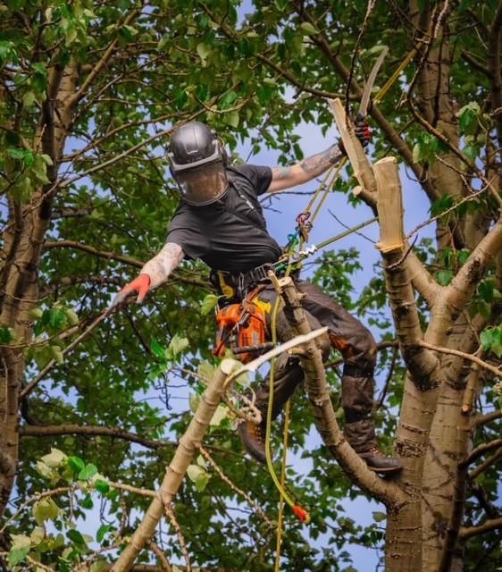 Byrjað var á trjáfellingum