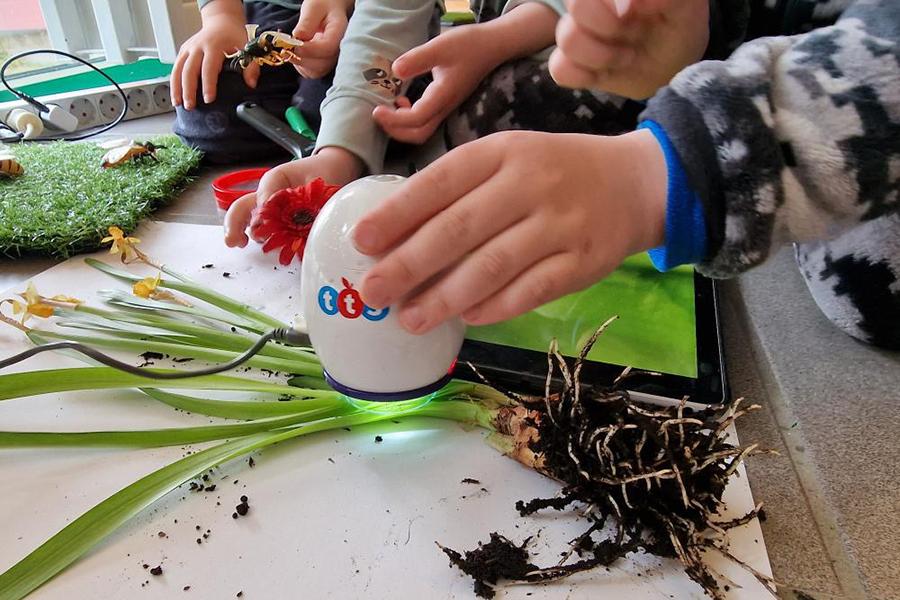 Nemandur rannsaka plöntur á leikskólanum Jörfa.