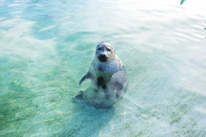 Selur í húsdýragarðinum