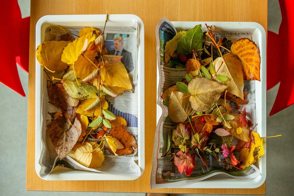 Leaves in containers inside Laugasól.